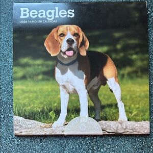 Beagles 2026 Calendar - NEW